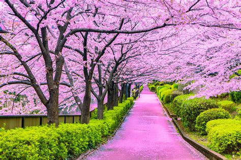 広島大学 合格発表 〜桜の季節に咲く夢の花〜